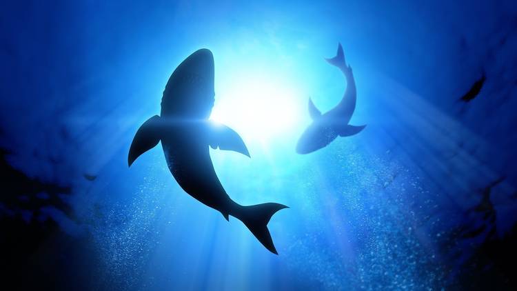 Sharks