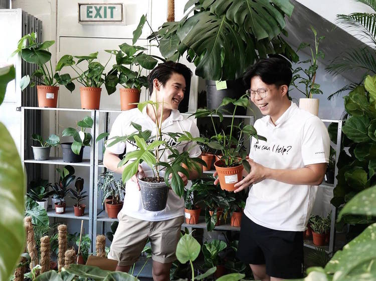 The best plant shops in Singapore for indoor plants and more