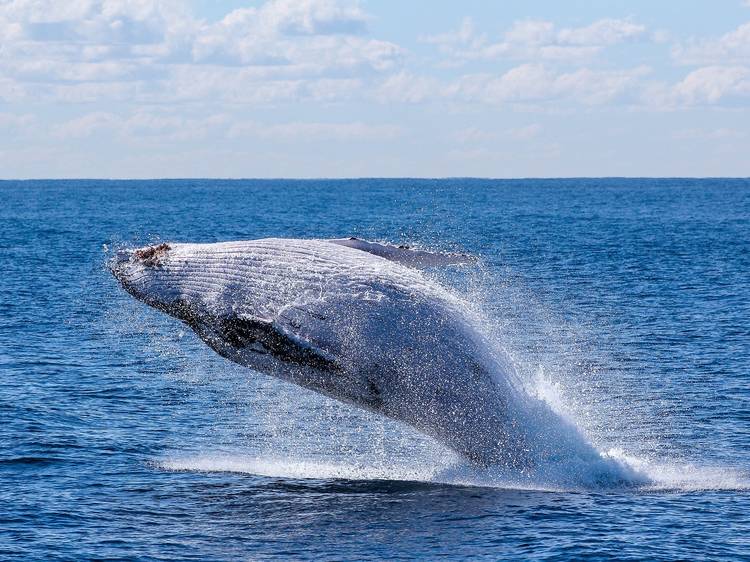 The best places to go whale watching in Sydney The best places to go whale watching in Sydney