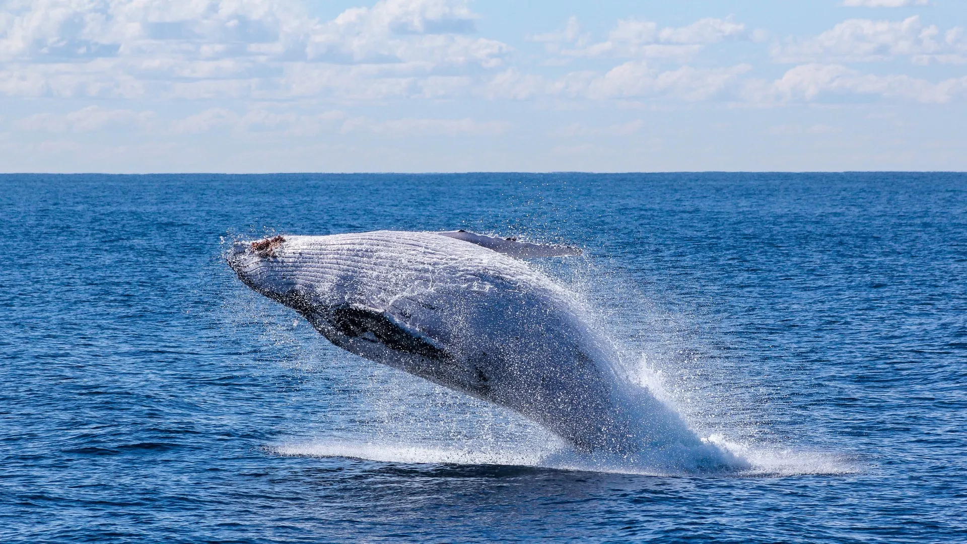 Whale jumping out of ocean