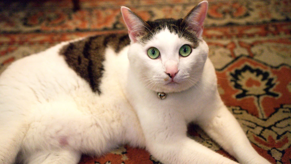 &ldquo;カフェーマル&rdquo;