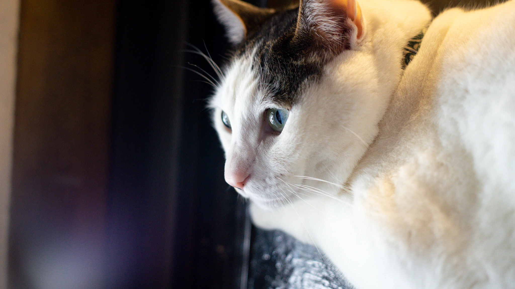 &ldquo;カフェーマル&rdquo;