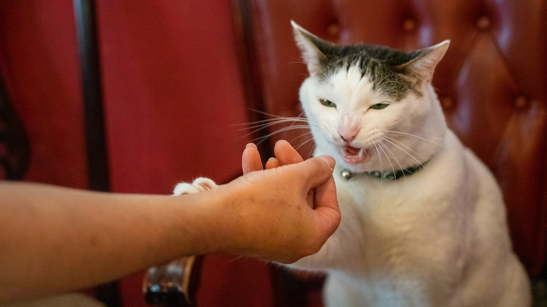 &ldquo;カフェーマル&rdquo;