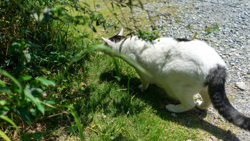 &ldquo;カフェーマル&rdquo;