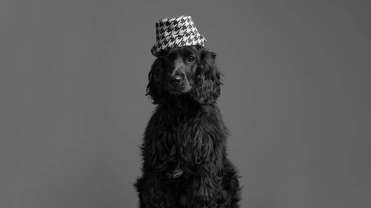 Dog fashion photo shoot