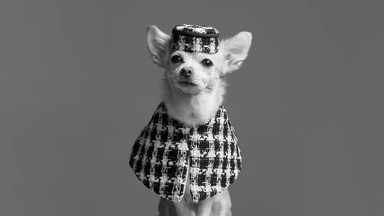 Dog fashion photo shoot
