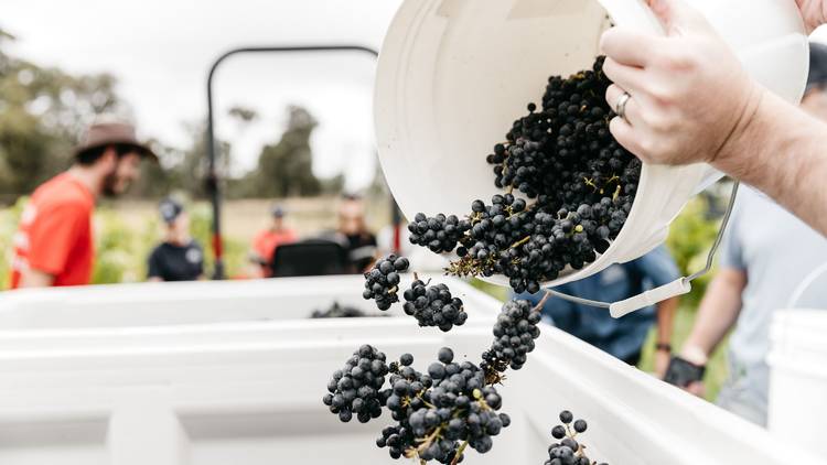 Grapes at Rob Dolan Winery