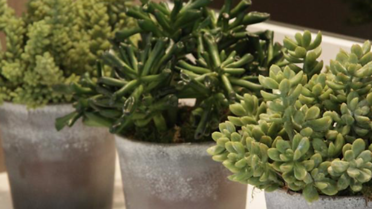 A set of three small succulents planters