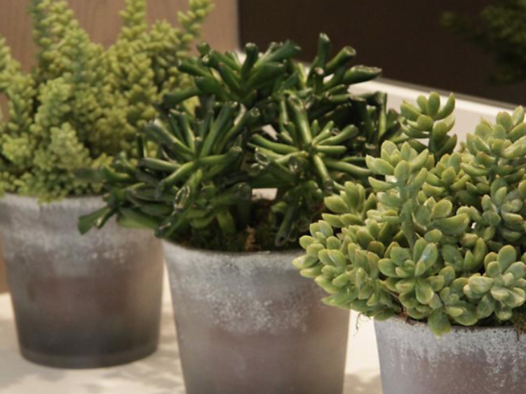A set of three small succulents planters