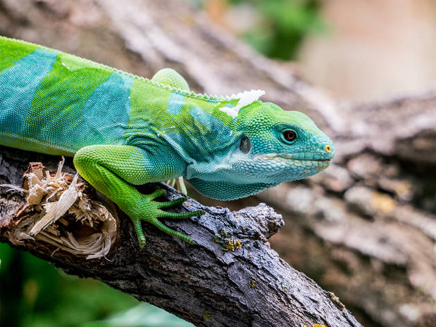 Cuidado de iguanas Iguana sobre tronco