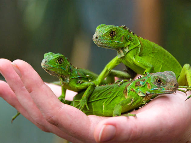 Tres iguanas pequeñas sobre una mano Tres iguanas pequeñas sobre una mano