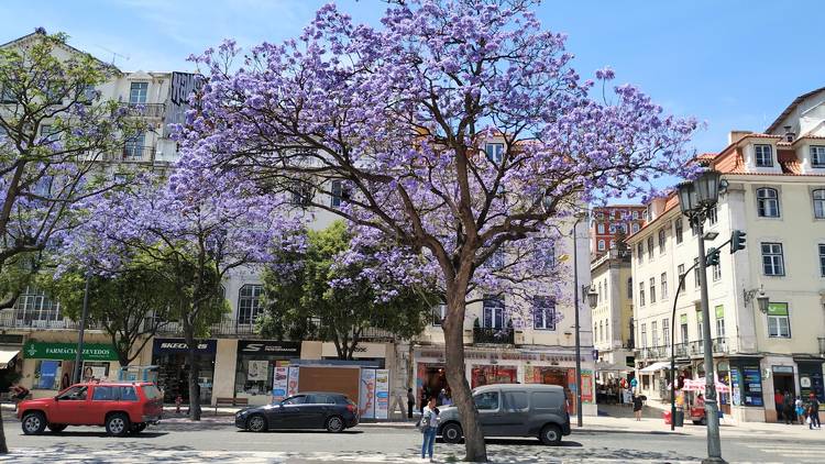 Lisboa, cidade lilás: por todo o lado jacarandás