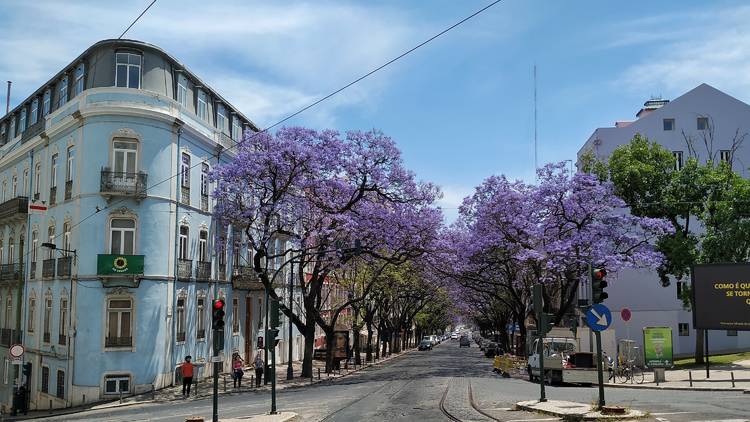 Jacarandás em Lisboa