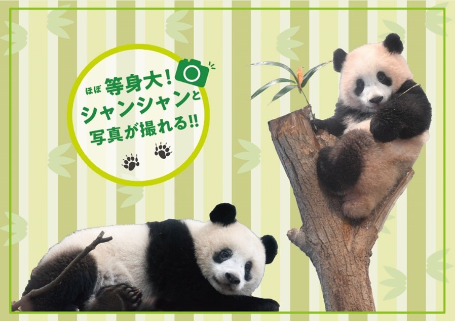 上野動物園の人気パンダ シャンシャンが4歳に