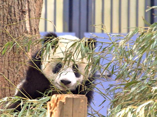 上野動物園の人気パンダ シャンシャンが4歳に