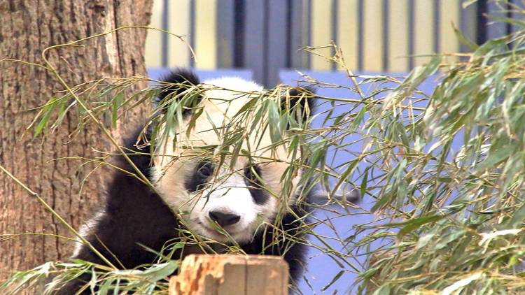 上野動物園の人気パンダ シャンシャンが4歳に