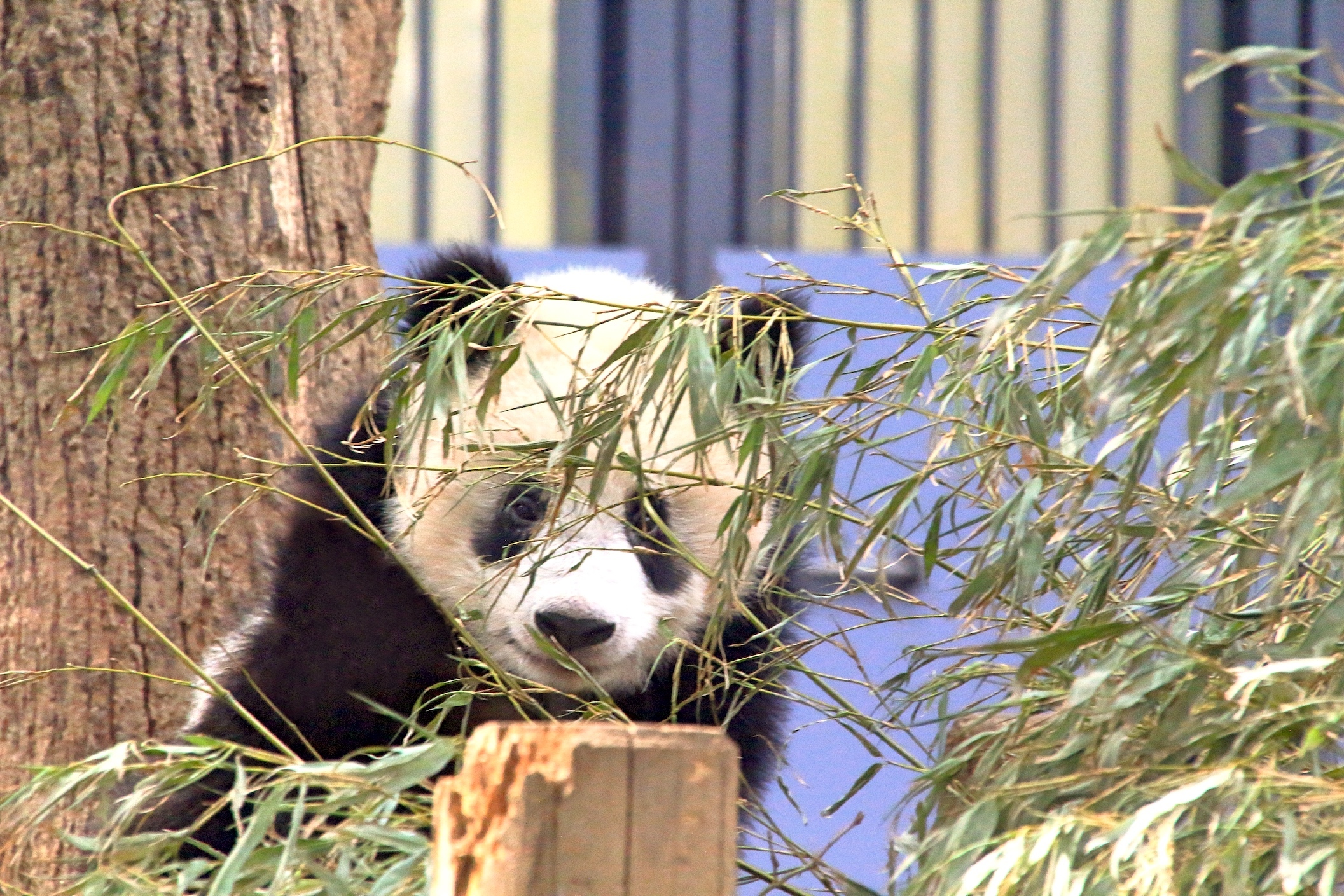 上野動物園の人気パンダ シャンシャンが4歳に