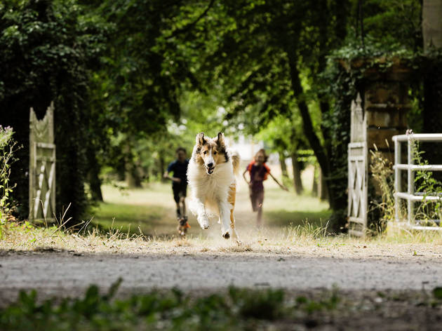 Lassie de Volta a Casa Lassie de Volta a Casa