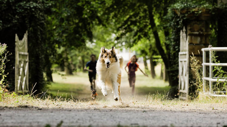 Filme, Cinema, Aventura, Drama, Lassie de Volta a Casa (2020)