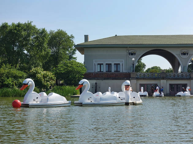 Botes cisne en la laguna del parque Humboldt Botes cisne en la laguna del parque Humboldt