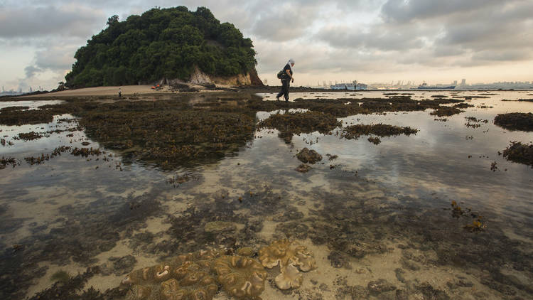 Experiential Intertidal Exploration