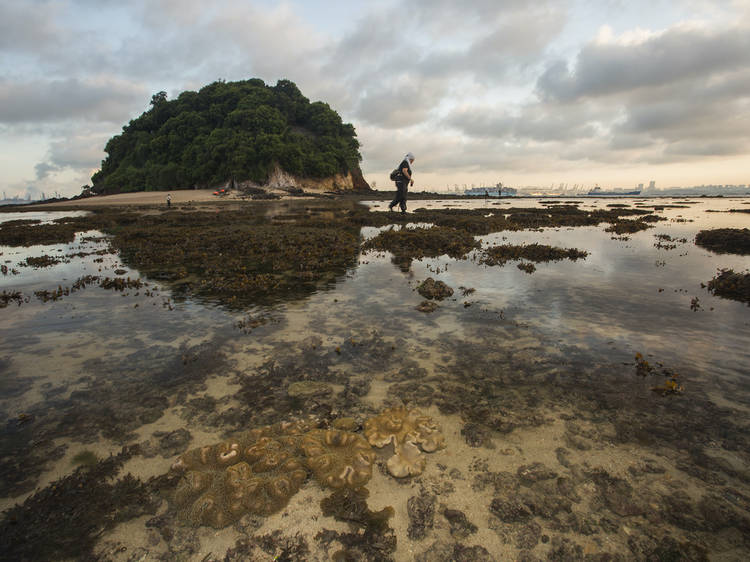 Experiential Intertidal Exploration