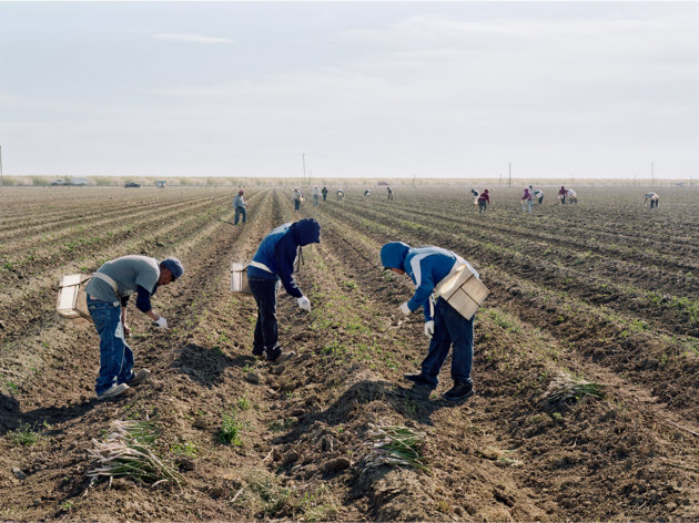 An-My Lê, Migrant Workers Harvesting Asparagus, Mendota, California, 2019 An-My Lê, Migrant Workers Harvesting Asparagus, Mendota, California, 2019