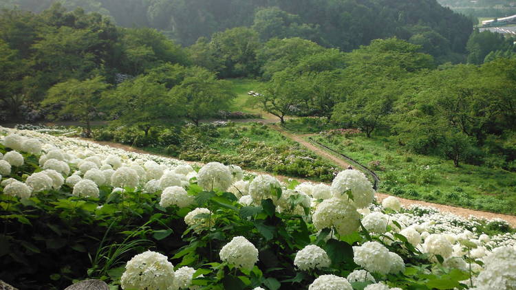 9 Best Places To See Hydrangeas In Tokyo Time Out Tokyo