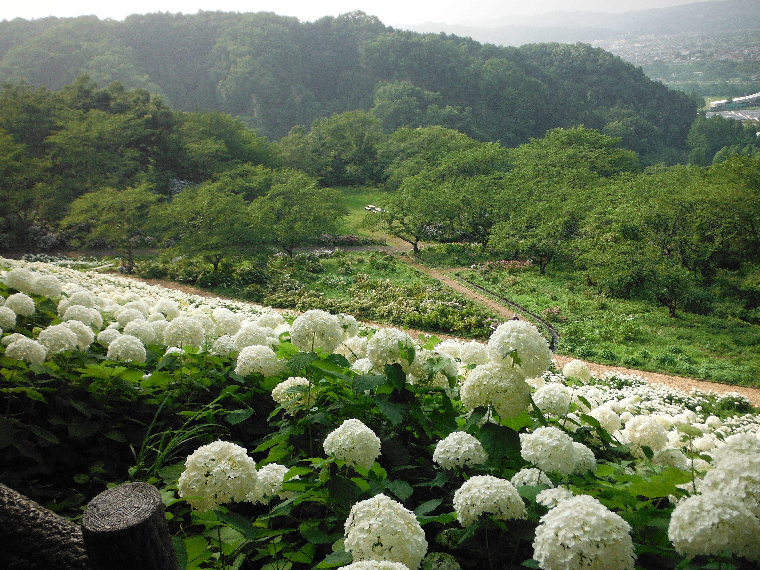 9 Best Places To See Hydrangeas In Tokyo Time Out Tokyo