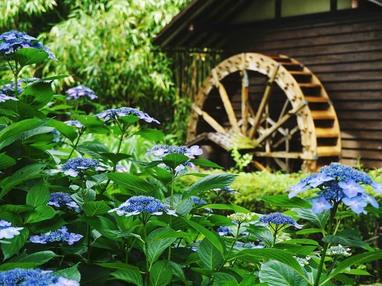 The best places to see hydrangeas in Tokyo