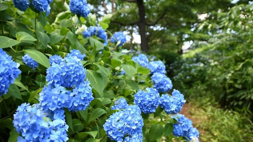 Hydrangea Park | Attractions in Tama area, Tokyo