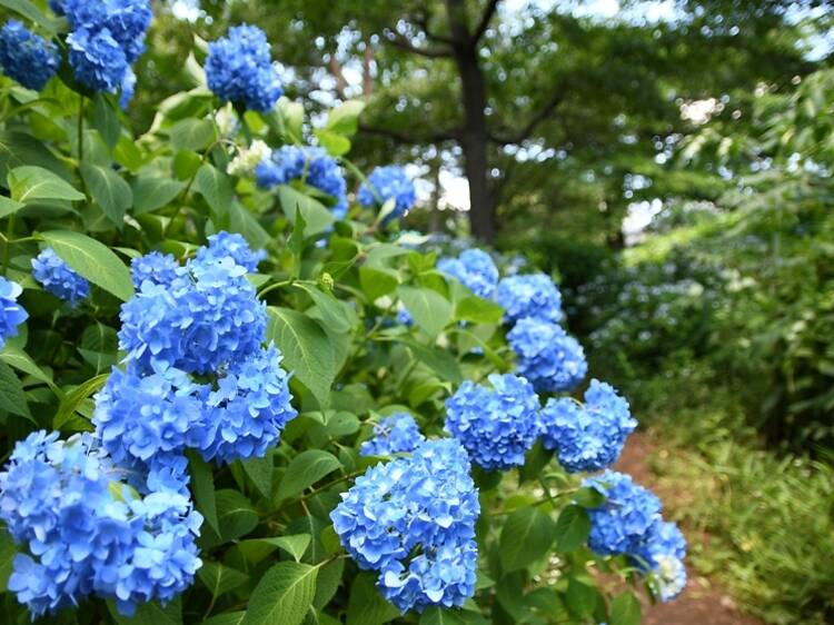 Hydrangea Park
