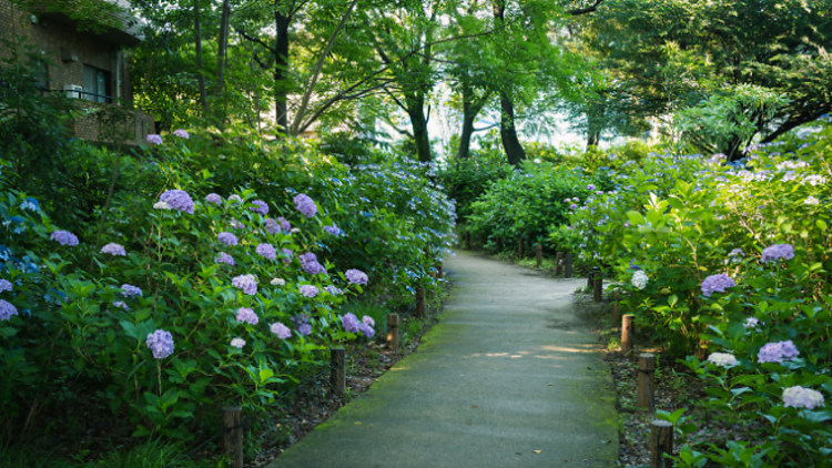 pianoman555/Photo AC | Hydrangea Park, Kodaira