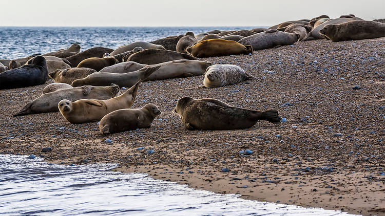 Spot seals at Blakeney Point in Norfolk