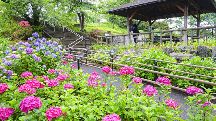  tenjou/PIXTA | Tamagawadai Park