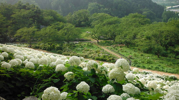 Tokyo Summerland, Wonderful Nature Village
