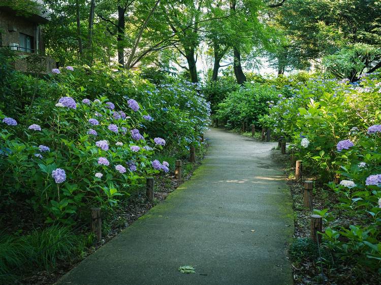 Hydrangea Park