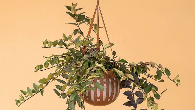 Stylish hanging planters