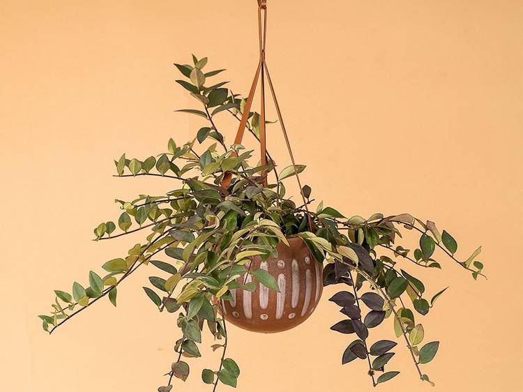 Stylish hanging planters
