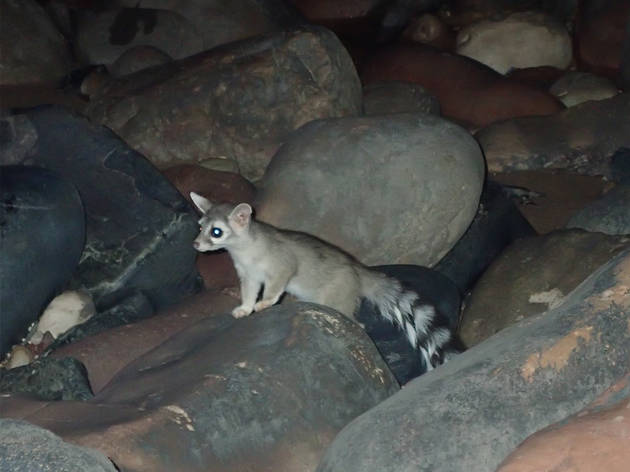 Cacomixtle Cacomixtle de perfil captado durante la noche sobre unas rocas