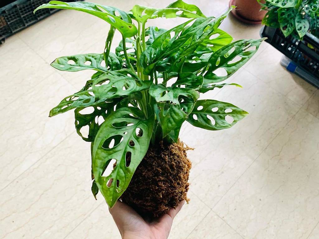 12 Best Online Plant Delivery Shops in Singapore