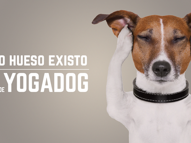 Yogadog Yogadog