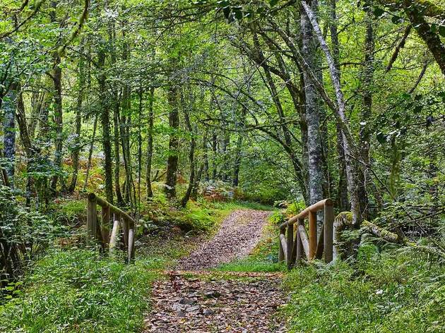 Bosque de Muniellos (Foto: Shutterstock) Bosque de Muniellos (Foto: Shutterstock)