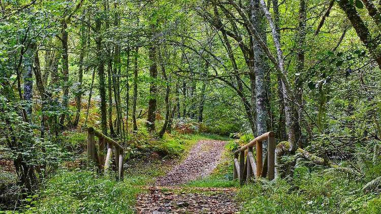 Muniellos (Asturias)