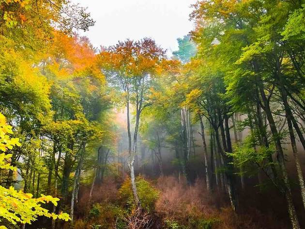Fageda de la Grevolosa (Barcelona) Fageda de la Grevolosa (Barcelona)