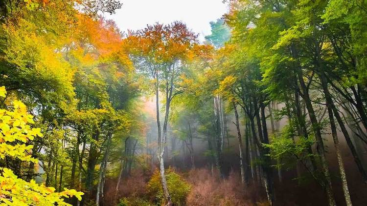 Fageda de la Grevolosa (Barcelona)