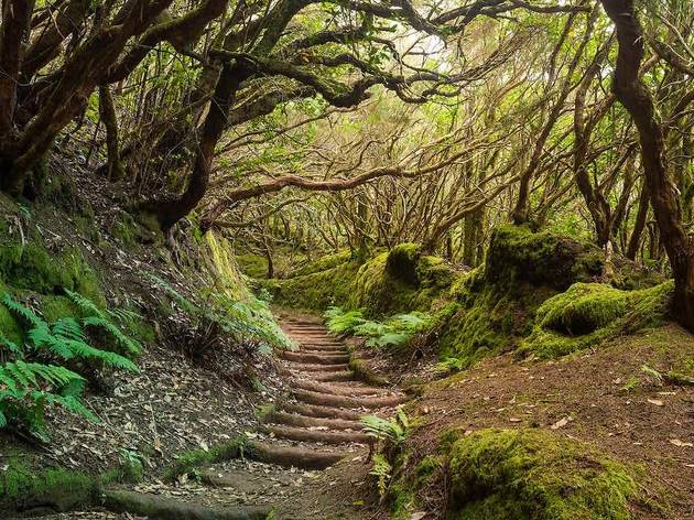 Bosque Encantado de Tenerife (foto: Shutterstock) Bosque Encantado de Tenerife (foto: Shutterstock)
