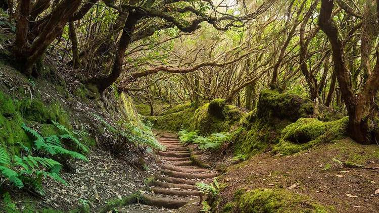 El Bosque Encantado (Tenerife)