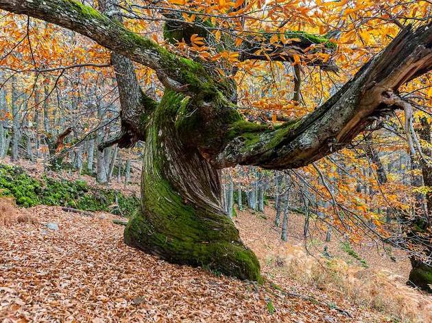 Valle de Ambroz (foto: Shutterstock) Valle de Ambroz (foto: Shutterstock)