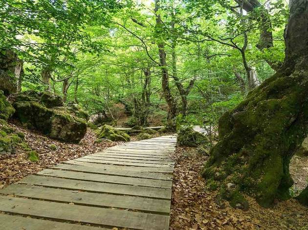 Faedo de Ciñera (foto: Shutterstock) Faedo de Ciñera (foto: Shutterstock)